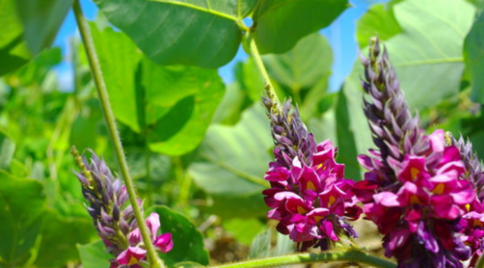 ONAKA - From KUDZU flowers to the fat burning supplement