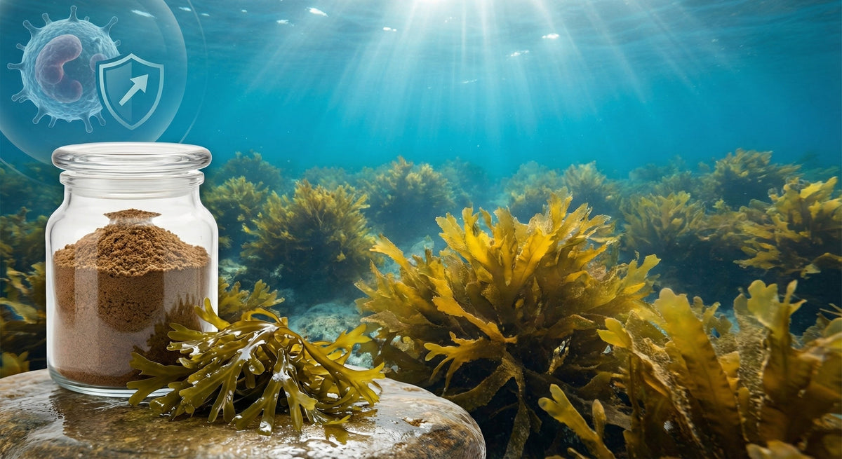Fucoidan: The Complete Guide to Japan's Immune-Supporting Seaweed Extract