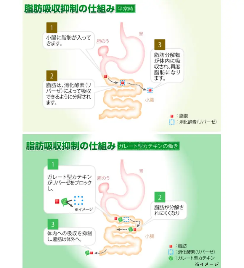 兒茶素補充劑：日本綠茶萃取物助減體脂
