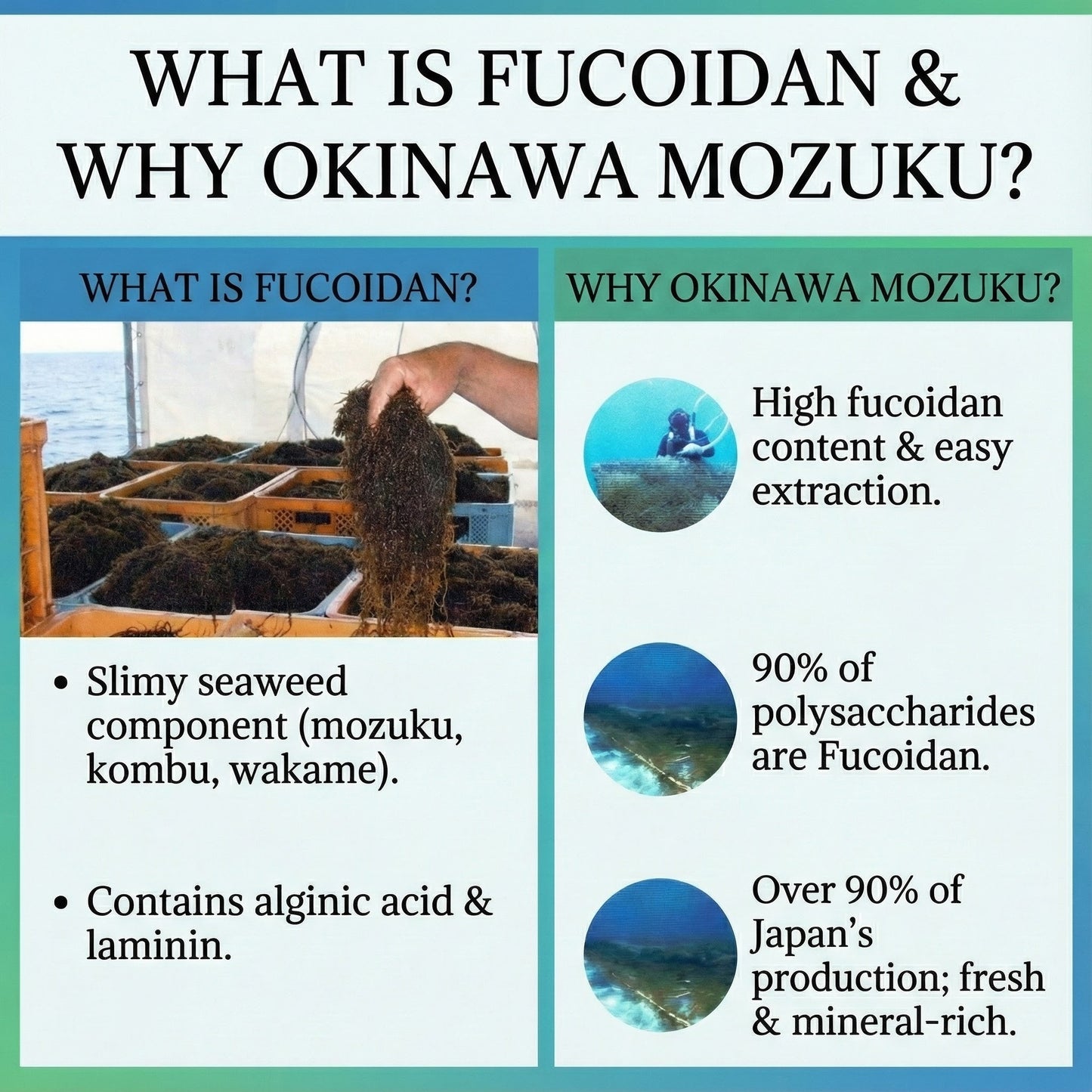 โอกินาวะ ฟูโคอิแดน: สาหร่ายโมซุกุชั้นเลิศจากญี่ปุ่น เสริมสร้างภูมิคุ้มกัน