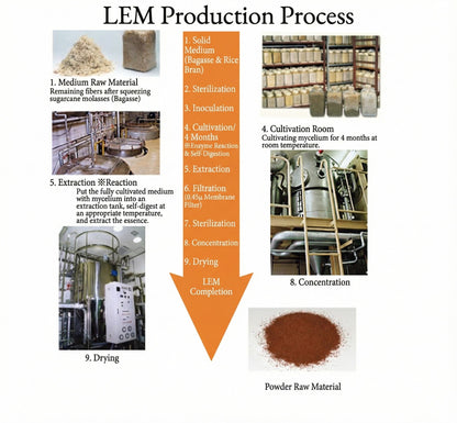 LEM 표고버섯 균사체 추출물 | 고급 일본산 면역력 증진 보조제